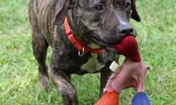 Pit Bull Terrier - Mira - Medium - Adult - Female - Dog
Found as a stray .She is quiet.calm and well behaved in her kennel and has been with us over a year as she needs a home with an experienced owner . She is not good with other animals .E mail or call