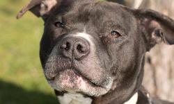 Pit Bull Terrier - Mojo - Medium - Young - Male - Dog
Mojo is about 2 years old. He is an incredibly handsome dude with a face full of character. He doesn't really bark but will talk to you with what seems to be a really big vocabulary - whoa, whoa, whoa,