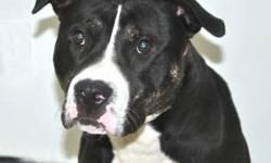 Pit Bull Terrier - Monty - Medium - Young - Male - Dog
"Will you be my valentine?" What's better than spending valentines day with a boy that will give you all his love & never leave you lonely!!! Please adopt Monty, he only has his heart to give, isn't