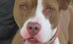 Pit Bull Terrier - Mr. D - Large - Young - Male - Dog
(No. 563) I'm called Mr. D and I'm a 2 year old male pit bull terrier. I came to the shelter neutered and housebroken. I'm a wonderful brown with white markings on my front legs, chest, face and back