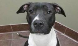 Pit Bull Terrier - Mr. D - Large - Young - Male - Dog
(No. 563) I'm called Mr. D and I'm a 2 year old male pit bull terrier. I came to the shelter neutered and housebroken. I'm a wonderful brown with white markings on my front legs, chest, face and back
