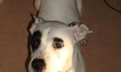 Pit Bull Terrier - Nala/adopted - Medium - Young - Female - Dog
Nala Has been Adopted She is a sweet girl and full of puppy fun,and energy. Nala does well with kids, she is good with other dogs and cats. And doing well with house training. for more