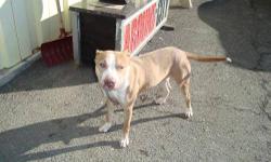 Pit Bull Terrier - Nala - Large - Young - Female - Dog
CHARACTERISTICS:
Breed: Pit Bull Terrier
Size: Large
Petfinder ID: 25161739
ADDITIONAL INFO:
Pet has been spayed/neutered
CONTACT:
Elmira Animal Shelter | Elmira, NY | 607-737-5767
For additional