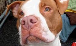 Pit Bull Terrier - Neumann - Large - Adult - Male - Dog
Neumann came to the shelter skinny and starving. He is a young dog who is lively and playful. He would do best in an active home.
CHARACTERISTICS:
Breed: Pit Bull Terrier
Size: Large
Petfinder ID: