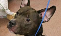 Pit Bull Terrier - Oakley - Medium - Young - Male - Dog
Oakley is our young Pitbull Terrier boy that was supposedly found running loose here in Saranac Lake and the person who "found" him called the local police to report it. No one ever called us missing