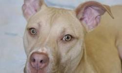 Pit Bull Terrier - Ocean - Medium - Young - Female - Dog
I was adopted and returned because I was too active for the elderly dog in the home. I do love to play! And I would probably do well with another dog who wants to play also. I am very sweet and