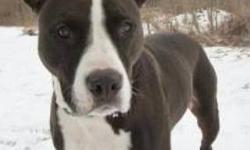 Pit Bull Terrier - Olivia - Medium - Adult - Female - Dog
Olivia, a sleek and smart 6-year-old American Pit Bull Terrier mix, is one beautiful girl! She came to our shelter after her owner?s health declined and they could no longer give her the care she