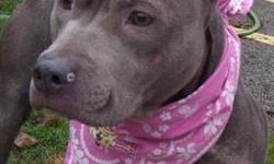 Pit Bull Terrier - Olivia - Medium - Young - Female - Dog
This pretty girl was found in a park abandoned along with "Luna" . She has been calm and quiet . She is friendly , slightly nervous . She is wondering how she ended up at the shelter .