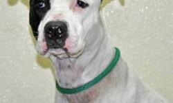 Pit Bull Terrier - Patches - Medium - Adult - Female - Dog
Please call the shelter 516-944-8220 during working hours (Mon. to Fri. 9AM-4PM; Sat. 10-4PM) for more information about Patches, the adoption process at the shelter and to confirm availability.