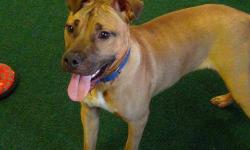 Pit Bull Terrier - Peanut - Medium - Young - Male - Dog
Peanut aka Hudson came to Hi-Tor as a stray. A 2 year old terrier mix, he is good with people and other dogs. In foster care for two months, he is back at Hi-Tor because he was unable to tolerate the