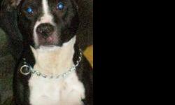 Pit Bull Terrier - Penelope - Small - Adult - Female - Dog
I was abandoned at Flannery Animal Hospital and have been named PENELOPE. I'm a Female, Spayed, "Pocket" Pit Bull who's about 2 years old and Housebroken. I'm good with kids, but I prefer to be an