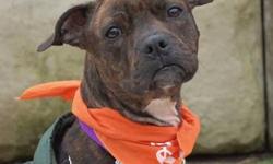 Pit Bull Terrier - Pepper - Medium - Young - Female - Dog
Pepper is a sweety pie, loves people, cat, dogs, EVERYTHING!!! She loves belly rubs, cuddling and YOU. She is good on a leash, knows basic commands and does well in our training program. Come visit