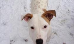 Pit Bull Terrier - Pete *deaf* - Medium - Young - Male - Dog
I was picked up by the Animal Control Officer
Do you know who I am? I would really like to have a home again. Please come visit Pete at the Humane Society of Wayne County and learn about him