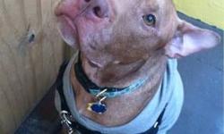 Pit Bull Terrier - Pink Floyd! - Large - Young - Male - Dog
I'm Pink Floyd! I love other dogs and spending a lovely afternoon snoozing on the couch. I have a silly personality (to match my ears) and I like to play, but I'm more of a calm clutz than a