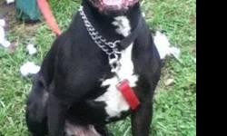 Pit Bull Terrier - Pirate - Large - Adult - Male - Dog
(No. 496) I'm called Pirate. I'm a handsome black male pit bull terrier with white only on my chest. I am about 4 years old and came to the shelter as a stray. I was found by the Hawk's Nest on Rt.