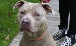 Pit Bull Terrier - Polo - Medium - Adult - Male - Dog
Marco? Polo! A 2 year old medium size Pit Bull arrived at Hi-Tor as a stray. Unique to Polo is his beautiful tan coat with added grey tones. When you look into his eyes, you see a beautiful soul who is