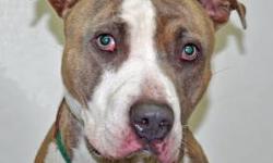 Pit Bull Terrier - Prince - Medium - Young - Male - Dog
Please call the shelter 516-944-8220 during working hours (Mon. to Fri. 9AM-4PM; Sat. 10-4PM) for more information about Prince, the adoption process at the shelter and to confirm availability.