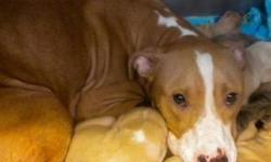 Pit Bull Terrier - Purdy & Her Pups - Large - Baby - Female
Purdy is an adult Pit bull mix who arrived late December with her litter of 12 pups (11 males & 1 female) who were ~3 weeks old. She was brought in as a stray so we do not know who the father was