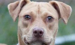 Pit Bull Terrier - Queenie - Medium - Adult - Female - Dog
Queenie is a young PitBull/mix who has a tail that looks like she got it caught somewhere. It isn't really stubby, nor is it long. She is a very active young dog who looks like a high jumper in