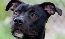 Pit Bull Terrier - Rae - Medium - Young - Female - Dog
I know handsome usually is not used to describe a female, but I think it is perfect for Rae. She is a Pit Bull/mix, not yet a year old, who weighs in at 42 pounds. She is a young dog who needs a