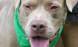 Pit Bull Terrier - Red Rover - Large - Adult - Male - Dog
Meet Red Rover
This 2 year old fella is a friend at first sight, happily wagging along as he meets and greets new people. Red enjoys long leash walks, especially when his 4-legged pals can join