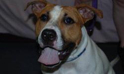 Pit Bull Terrier - Rocco - Large - Young - Male - Dog
I am Rocco, a 3 year old male pitbull terrier mix. I am a total sweetheart, who loves people of all ages. I am very intelligent, playful,loving and loyal. I know many commands such as sit, stay, come,