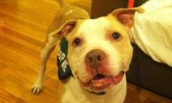 Pit Bull Terrier - Romeo - Medium - Adult - Male - Dog
What You Need in Order to Adopt
When you are ready to visit the 92nd Street ASPCA Adoption Center, please note the following to facilitate the adoption process:
* You must be 21 years of age or older