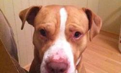Pit Bull Terrier - Roofus - Medium - Young - Male - Dog
Roofus is about 5 years old and is a big mush! He LOVES attention and people. He lost his caregiver and now is in rescue looking for a new home. He is neutered, up to date with shots, HW tested, and