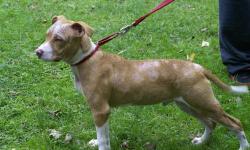 Pit Bull Terrier - Roscoe - Medium - Young - Male - Dog
Roscoe is an adorable 6 month old male Terrier Mix. Full grown he won't be more than 40 - 50 lbs. What a cute personality! All he wants to do is find a furever family who will love him. New to the