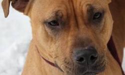 Pit Bull Terrier - Ruby - Medium - Adult - Female - Dog
CHARACTERISTICS:
Breed: Pit Bull Terrier
Size: Medium
Petfinder ID: 25064653
ADDITIONAL INFO:
Pet has been spayed/neutered
CONTACT:
Columbia-Greene Humane Society/SPCA | Hudson, NY | 518-828-6044
For