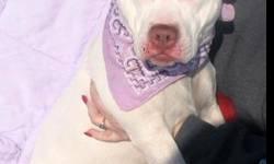 Pit Bull Terrier - Sasha - Medium - Adult - Female - Dog
Our sweet petite friend Sasha is so happy and friendly! This little girl is only around thirty pounds at the most! Sasha is full of life and full of happiness! She loves people and we know she'll