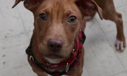 Pit Bull Terrier - Sasha - Medium - Young - Female - Dog
Sasha was skin and bones when she was surrendered to us - her previous owner could not afford to take care of her, let alone feed her, and therefore surrendered her to CGHS/SPCA. Sasha is a ~5 month