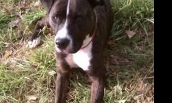 Pit Bull Terrier - Savior - Medium - Adult - Male - Dog
If I were a girl they would call me a diva ! I am a 2-3 year old male Pit Bull mix, that does not like to be dirty. I do not like to go outside when it is raining and there is no way you will catch