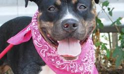Pit Bull Terrier - Scarlett - Medium - Adult - Female - Dog
This beautiful girl is sweet and attentive. Loves long walks and treats too. She has beautiful markings and smile. She is good on a leash and does well in training.
Mt. Vernon Animal Shelter
600