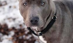 Pit Bull Terrier - Serena - Medium - Young - Female - Dog
Do they come any cuter and more beautiful!?!?! This sweet girl is such a LOVE! She just wants to be with people and wiggles all around-has a great temperment! Hi, I?m Serena. If you give me a