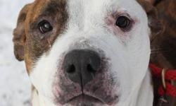 Pit Bull Terrier - Sheara - Medium - Adult - Female - Dog
General Information
Reason for surrender: Found as stray. Length of time with previous owner: 5 weeks The dog has been vaccinated against: Rabies Distemper
Temperament
The dog gets along well with