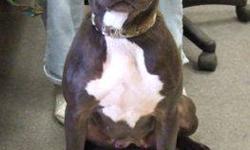 Pit Bull Terrier - Sheba - Medium - Young - Female - Dog
Sheba is a special girl looking for a special home! Sheba is still young and has never received any type of formal training, so she is exuberant and in need of manners. Sheba gets along with some