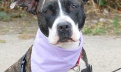 Pit Bull Terrier - Sheeba - Medium - Adult - Female - Dog
Sheeba is sweet, calm and loves hugs and kisses. She is great on a leash, great around people and knows basic commands. She is affectionate and loving Sheeba would do best in a one dog household.