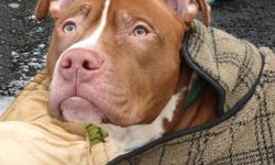 Pit Bull Terrier - Silas - Large - Young - Male - Dog
Silas is roughly 3 years old and came to us as a stray. The police officer wrote down that he was friendly, and he is finally showing us that side of him. He seems like a very sweet boy now that he's