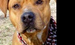 Pit Bull Terrier - Sleeping - Large - Adult - Male - Dog
CHARACTERISTICS:
Breed: Pit Bull Terrier
Size: Large
Petfinder ID: 24421030
CONTACT:
Animal Care & Control of New York City - Manhattan | New York, NY | 212-788-4000
For additional information,