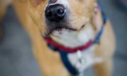 Pit Bull Terrier - Star - Medium - Baby - Female - Dog
Star is a sweet mixed breed puppy who was going to be killed at a shelter in Texas when Empty Cages stepped in and transported her and a bunch of other puppies to New York City where they were