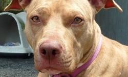 Pit Bull Terrier - Storm - Medium - Adult - Female - Dog
A beautiful taffy and white 15 month old terrier mix with soulful green eyes and a wrinkled brow, Storm was taken from a home in which she was horribly neglected and quite possibly abused. Arriving