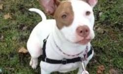 Pit Bull Terrier - Sugarloaf (foster) - Large - Baby - Female
CHARACTERISTICS:
Breed: Pit Bull Terrier
Size: Large
Petfinder ID: 24989388
ADDITIONAL INFO:
Pet has been spayed/neutered
CONTACT:
Rochester Animal Services | Rochester, NY | 585-428-7274
For