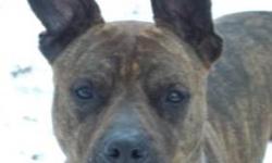 Pit Bull Terrier - Sully - Large - Adult - Male - Dog
Sully is a bundle of energy. Good for runners and active families. He would do well in an active structured home. He loves to run and play.
CHARACTERISTICS:
Breed: Pit Bull Terrier
Size: Large