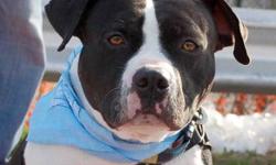 Pit Bull Terrier - Tank - Large - Adult - Male - Dog
This is Tank's 2nd time at the shelter. The first time he was abandoned, the 2nd time his owner ran into some unfortunate times. He is a great dog, great looking, strong and very alert. Tank would do