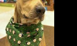 Pit Bull Terrier - Tanner (foster) - Large - Baby - Male - Dog
Tanner as described by his Foster Mom.....If you like your dogs loveable and goofy, Tanner is your boy. This playful, affectionate, lively pup makes us laugh every day, and he has the cutest