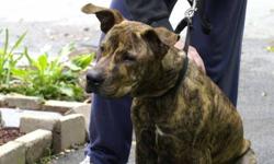 Pit Bull Terrier - Tiger - Medium - Young - Male - Dog
Tiger is a large 6 month old brindle terrier mix with a distinct dark brown and caramel color pattern on this head. He was owner surrendered due to unforeseen circumstances. Tiger is still a young pup