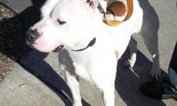 Pit Bull Terrier - Trigger - Medium - Young - Male - Dog
Trigger is a very energetic boy, but very gentle and great with kids. He is very playful with other dogs and that sometimes comes off too strong for some dogs so a dog meet and greet would be