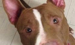 Pit Bull Terrier - Turkish - Large - Adult - Male - Dog
How could anyone resist Turkish?s good looks and adorable ears? Turkish was found running as a stray in October with Boscoe, and everyone that has met him since then has fallen in love instantly.