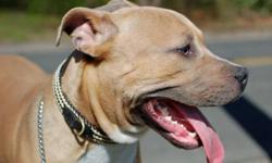Pit Bull Terrier - Tyson - Large - Young - Male - Dog
Tyson is a young adult male Pitbull. He's friendly and active. A home where he can continue with his basic obedience training would be great!
CHARACTERISTICS:
Breed: Pit Bull Terrier
Size: Large